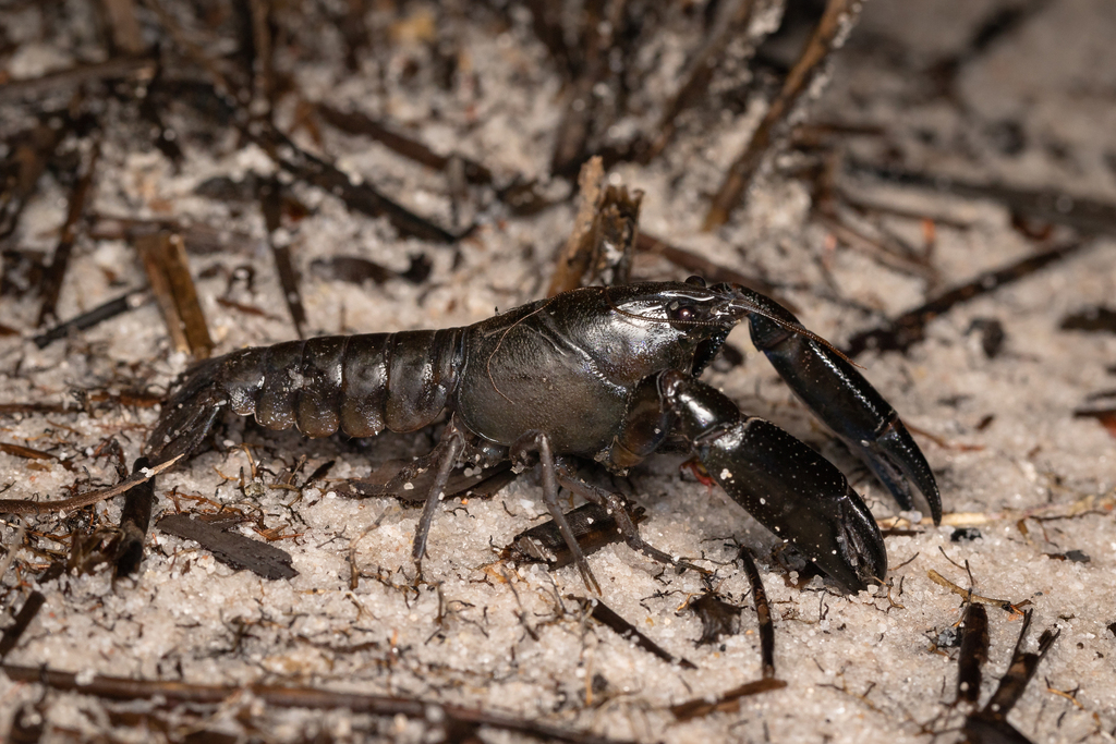 Gramastacus lacus