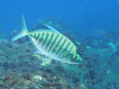 Island Jack photo 2