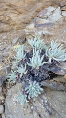 Dudleya virens hassei