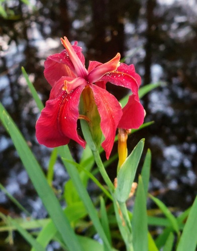 Iris X nelsonii
