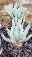 Dudleya virens hassei