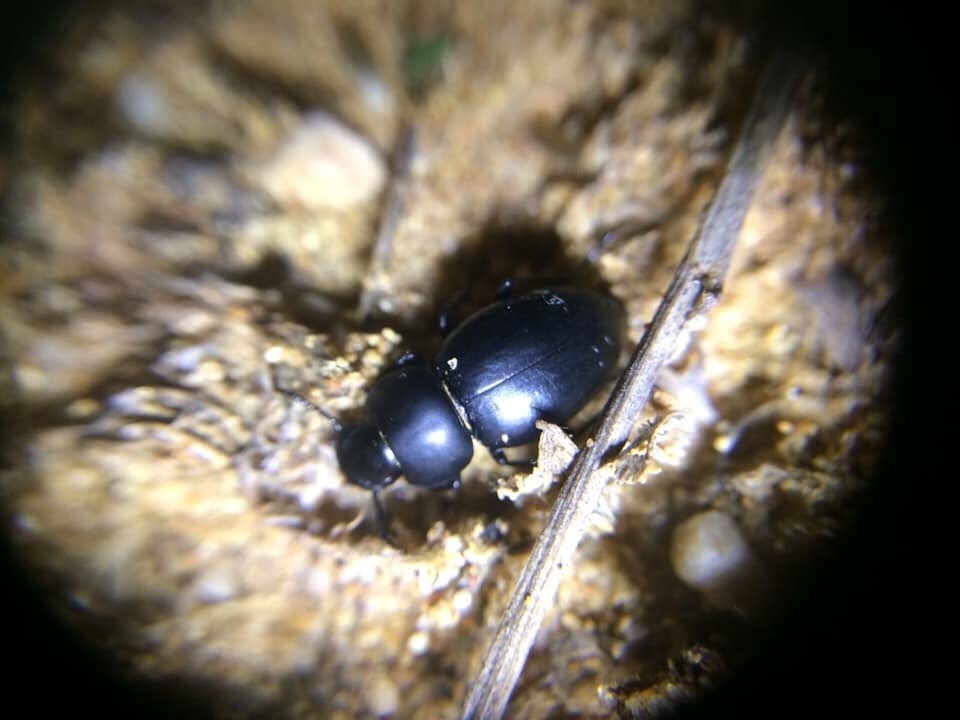 Pachychila frioli