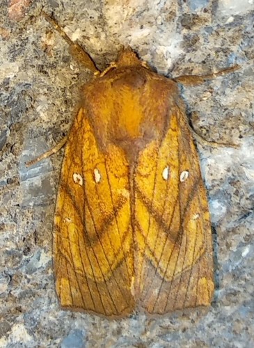 Sensitive Fern Borer Moth