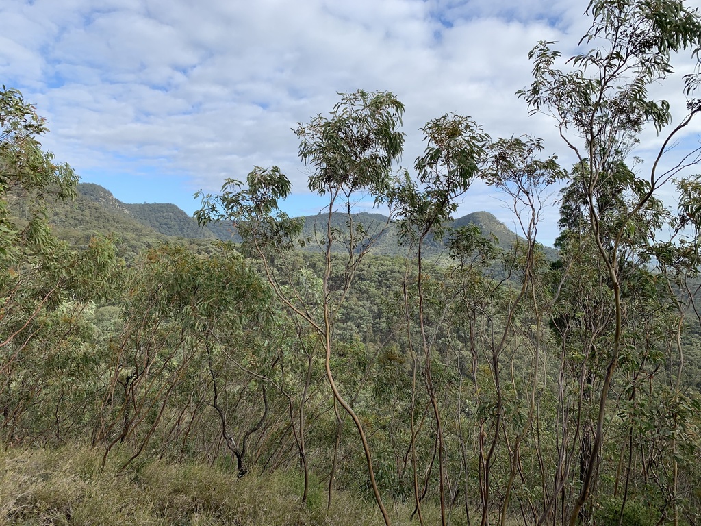 Pokolbin Mallee