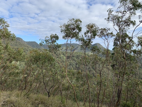 Eucalyptus pumila