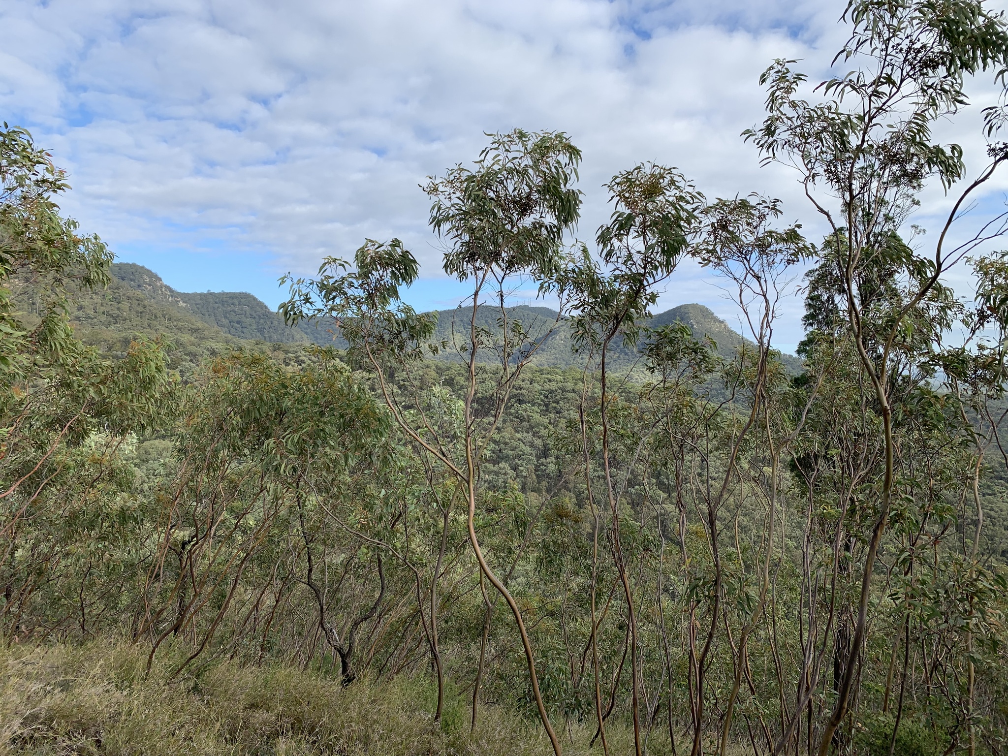 Eucalyptus pumila