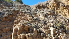 Dudleya virens hassei