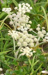 Glehnia littoralis