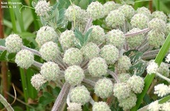 Glehnia littoralis