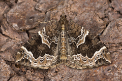 Eulithis prunata