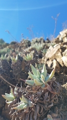 Dudleya virens hassei