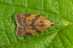 Sparganothis pilleriana