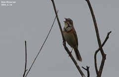 Emberiza fucata
