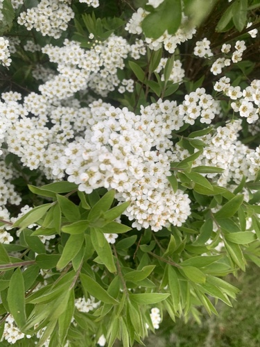 Spiraea cantoniensis