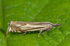 Crambus lathoniellus