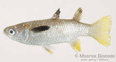 Squaretail Mullet photo 5