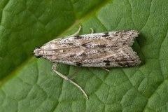 Phycitodes binaevella