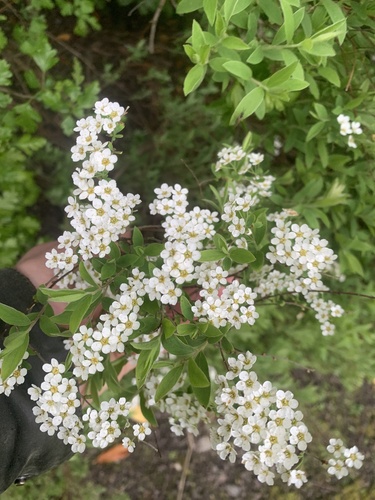 Spiraea cantoniensis