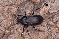 Carabus hortensis