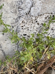 Patellifolia procumbens image