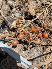 Solanum lycopersicum image