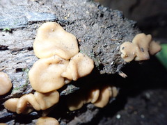 Adelphella babingtonii