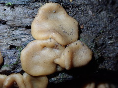 Adelphella babingtonii