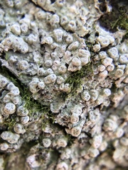 Pertusaria sinusmexicani