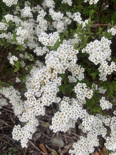 Spiraea cantoniensis