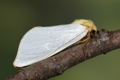 Hepialus humuli