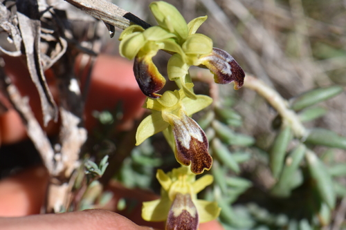 Image of Ophrys bilunulata by (c) Franck Cabot, some rights reserved (CC BY)