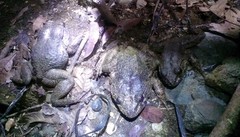 Limnonectes grunniens