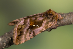Autographa jota