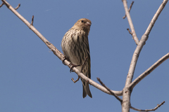 Spinus pinus image