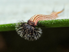 Dynastor darius stygianus