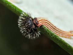 Dynastor darius stygianus