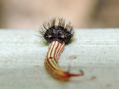 Dynastor darius stygianus