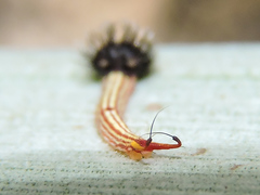 Dynastor darius stygianus