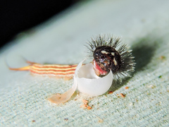 Dynastor darius stygianus