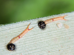 Dynastor darius stygianus