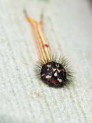 Dynastor darius stygianus