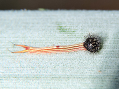 Dynastor darius stygianus