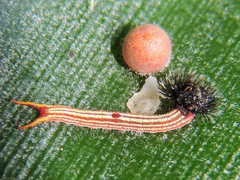 Dynastor darius stygianus