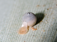 Dynastor darius stygianus