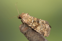 Photedes minima