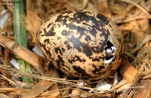 Greater Painted-Snipe