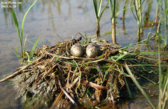 Himantopus himantopus