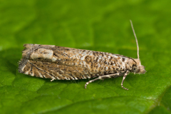 Pelochrista caecimaculana