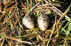 Himantopus himantopus