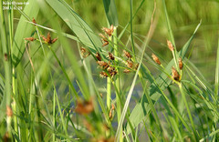 Bolboschoenus yagara